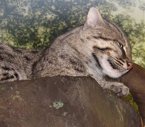 fish cat|Fishing Cat Animal Facts .